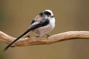 Čeští vědci popsali, proč jsou někteří ptáci imunní vůči cukrovce. Mohlo by to pomoci i lidem