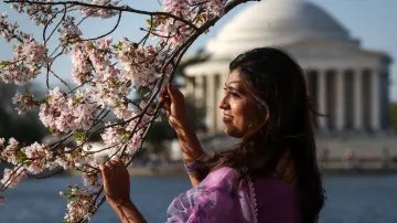 Žena pózuje s květy posetou větví ve Washingtonu, D.C. (31. 3. 2026)