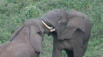 Afričtí sloni jsou v ohrožení