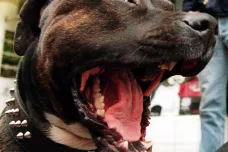 Za agresivitu psů nemůže jen plemeno, ukázal brazilský výzkum