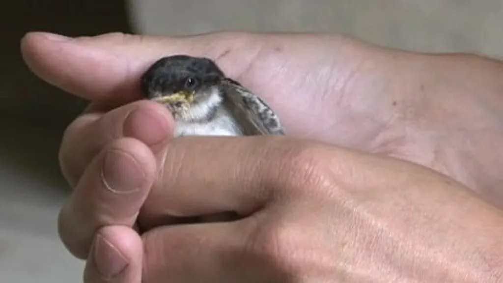 Jeden z ptáků, kterého zachránili v záchranné stanici v brněnské zoo