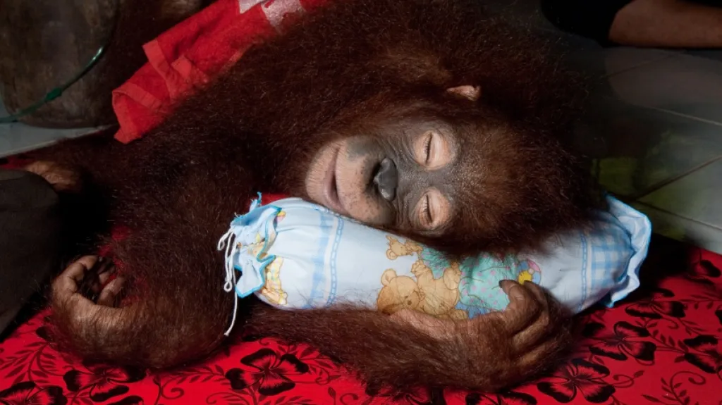 Orangutan z filmu Návrat do divočiny 3D