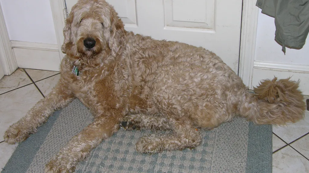 Labradoodle