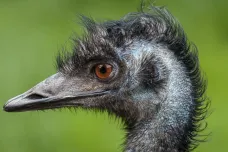 Strážníci v Brně chytili emua na útěku, prchal týden