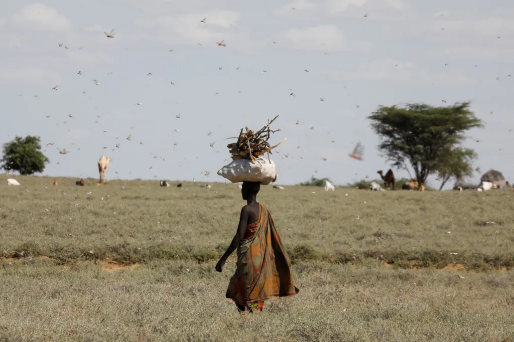 Invaze sarančat zachvátila sever Keni. Fotografie ukazují situaci v oblasti zvané Turkana v severozápadní části Keni