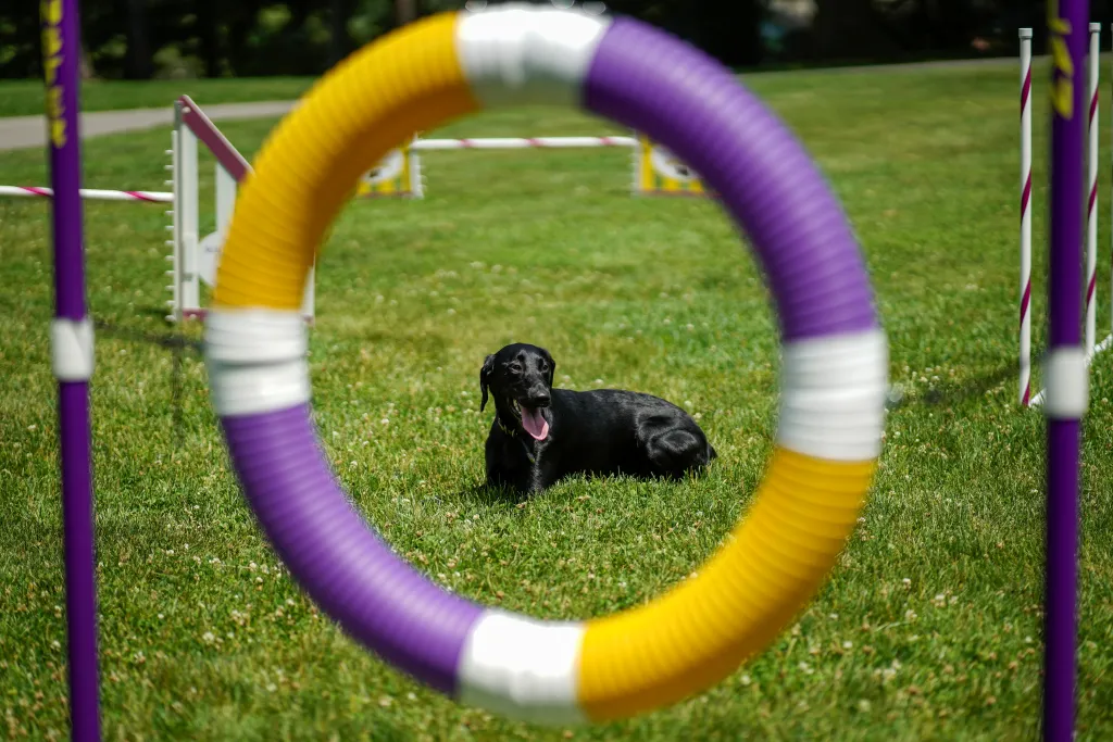 Jedna z nejstarších přehlídek psů na světě pořádaná klubem Westminster Kennel Club Dog našla nové místo v zahradách gotického usedlosti zvané Lyndhurst Mansion