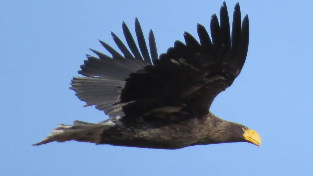 U Přerova viděli orla kamčatského