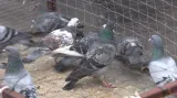 Holubi v odchytové kleci