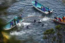 V japonském Taidži začíná sezona lovu delfínů. Stovky z nich čeká krutá smrt, další život v zajetí
