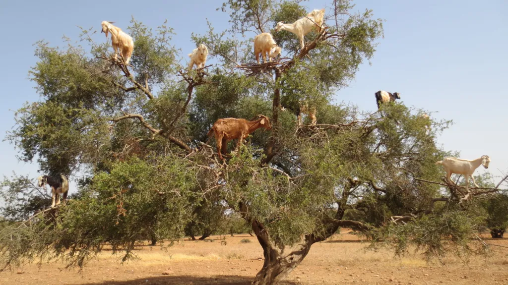 Kozy na stromě