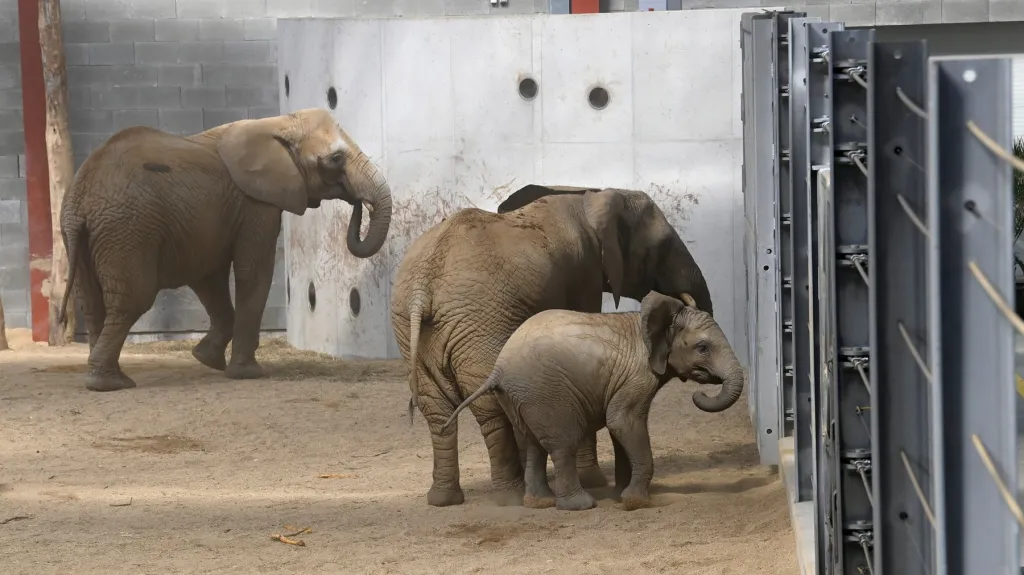 Zlínská zoo představila nové chovné zařízení pro slony