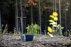 Za koronavirové krize sázet stromy. Lesy ČR nabízejí brigádu v době zavření škol