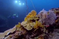 Potápěči objevili u Tahiti nedotčený korálový útes. Je tak hluboko, že na něj nemůže ani změna klimatu