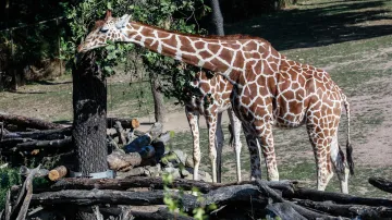 Zoo Brno slaví výročí 70. let od svého vzniku