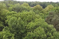 Milevští radní se přou o správu lesů