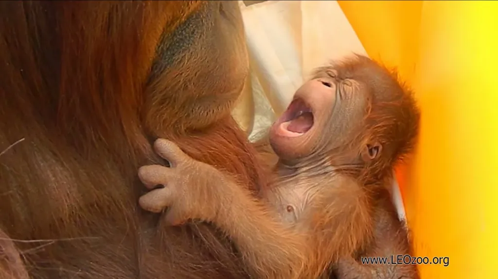 Historicky první mládě orangutana narozené po umělém oplodnění