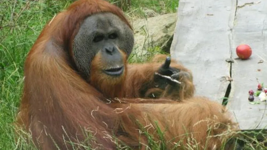 Orangutan Kama