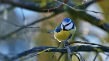 Sýkorka (ilustrační foto)