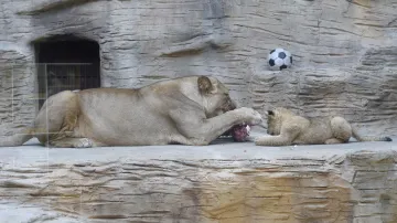 Samice lva berberského a její mládě
