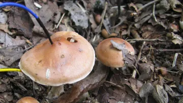 Houby napojené na elektrody v japonském experimentu