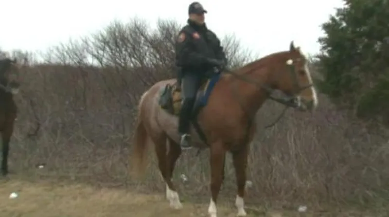 Reportář Davida Miřejovského