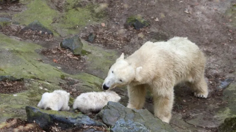 Cora s Billem a Tomem