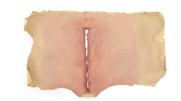 Kus kůže z filmu Videodrome