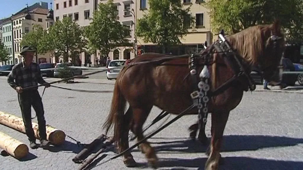 Tažní koně