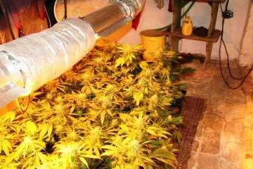 V Praze i na jihu Moravy se našly velkopěstírny marihuany