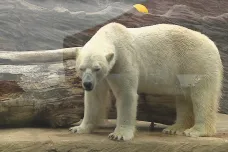 Pražská zoo má opět lední medvědy. Bratři Gregor a Aleut si na pozornost teprve zvykají