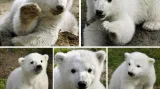 Medvídek Knut