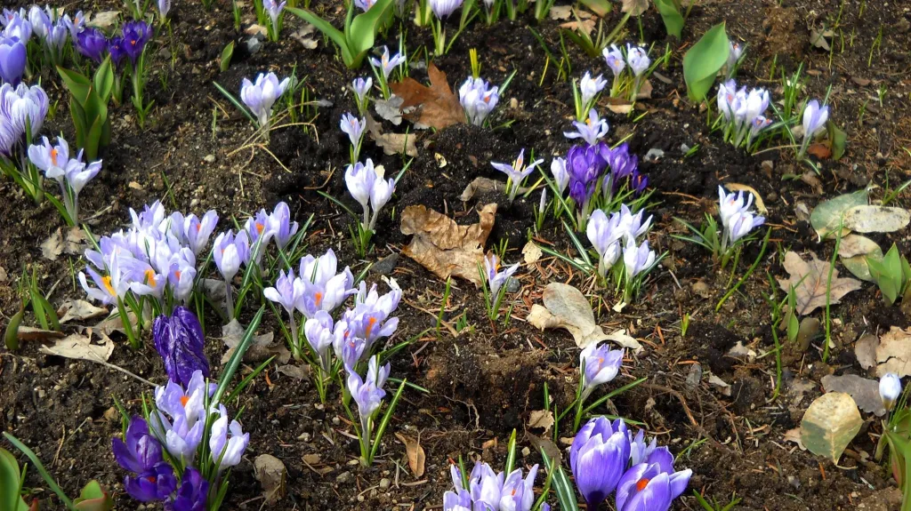 Jaro se ozve s teplejšími dny