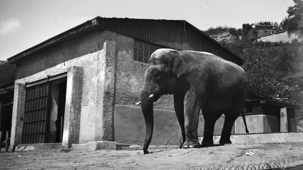 Zoo Praha na historických snímcích