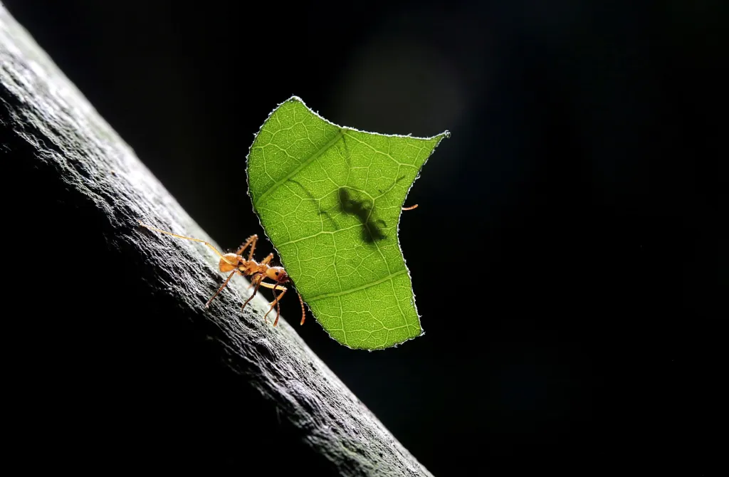 Mravenec zompopa na hmyzí farmě biologa Fererica Paniagua, který propaguje hmyz jako vhodný zdroj potravy