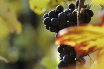 Nápoj s příchutí kouře nikdo nechce. Australští vinaři nechávají hrozny na vinicích