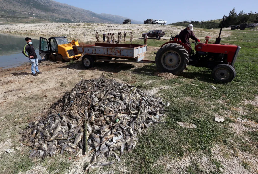 V libanonském jezeře Karaún uhynuly čtyři desítky tun ryb. Na odklizení uhynulých ryb se podílela i libanonská armáda