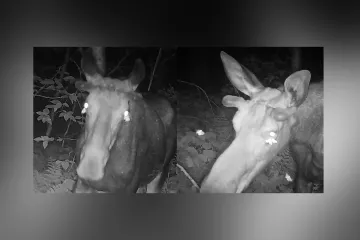 Můry srkají losům slzy přímo z očí. Láká je „minerálka“