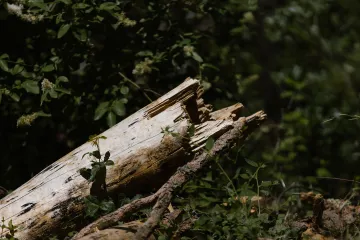 Nejvyšší soud se musí zabývat sporem o odškodné po pádu větve, rozhodl ÚS