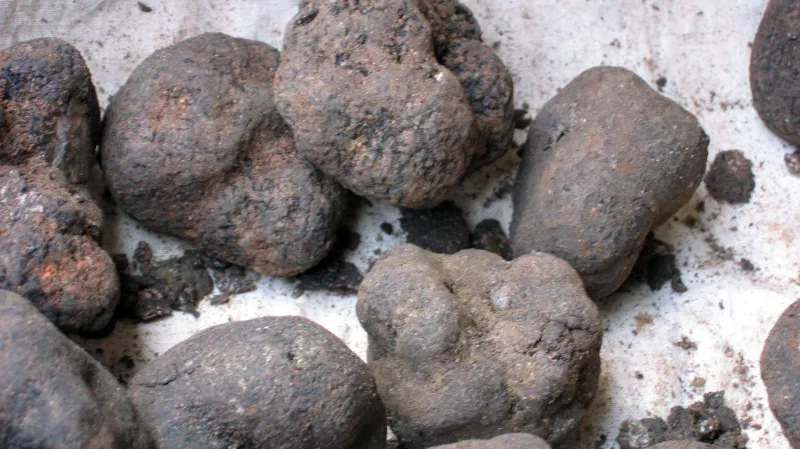 Plodnice lanýže letního