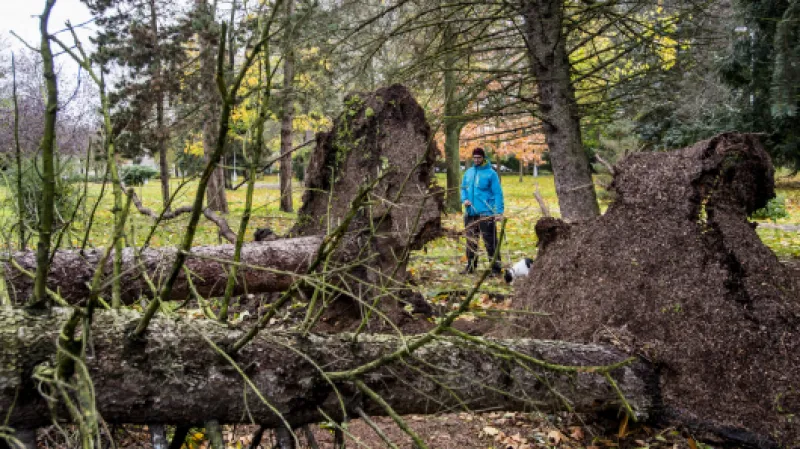 Spadlé stromy v Hradci Králové v městské části Slezské předměstí,  Autor: Taneček David,  Zdroj: ČTK