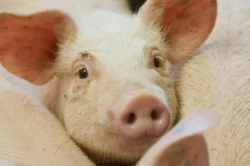 Několik chovatelů prasat porušilo opatření proti šíření afrického moru, upozornili veterináři