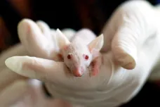 Izraelští vědci o čtvrtinu prodloužili život myší. Věří, že to dokážou i u lidí
