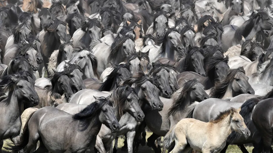 Jedno z posledních stád divokých koní v Evropě, nedaleko německého města Duelmen. Přibližně 400 plemenných koní je ve volné přírodě nuceno najít si jídlo a přístřeší a vyrovnat se s nemocí a smrtí. Jen jednou ročně mají přímý kontakt s lidmi, když jsou mladí hřebci oddělováni od stáda tak, jak se to dle dobových záznamů dělo poprvé před 700 lety.