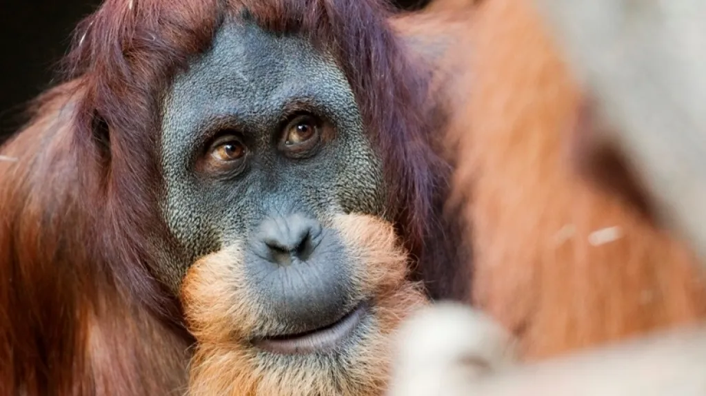 Orangutan Padang