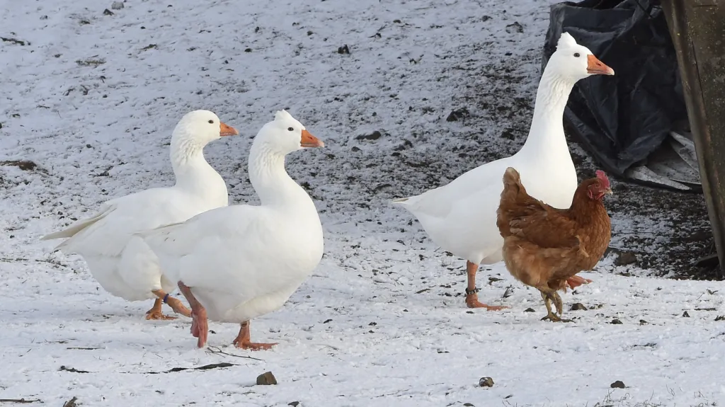 Drůbež nesmí být až do odvolání ve volných výbězích