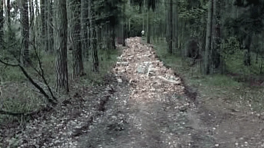 Lesní cesta u obce Malčice