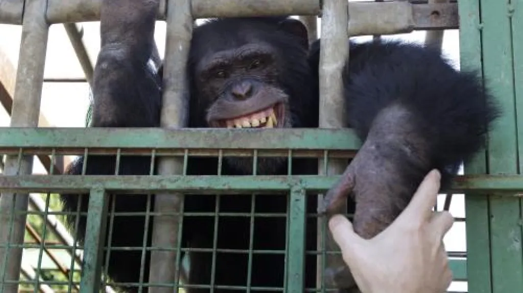 Šimpanz Omega
