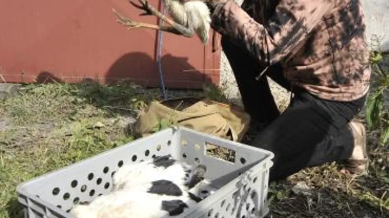 Mládě čápa se stěhuje