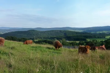 Nejkrásnější jihočeská louka leží na Šumavě