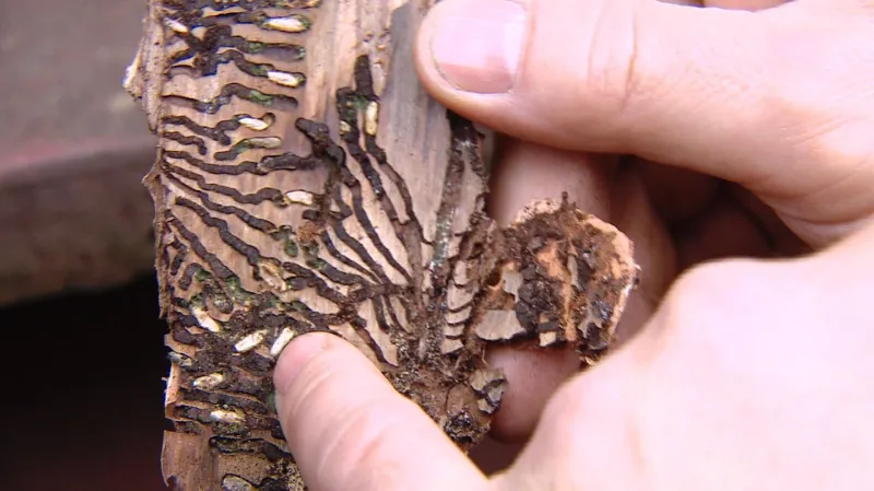 Kůrovec na převážených stromech